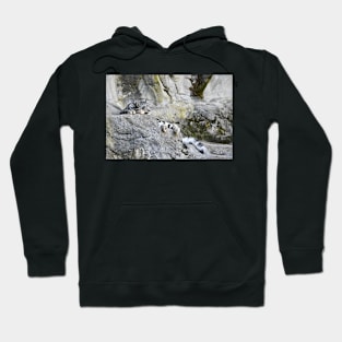 Snowleopard Hoodie